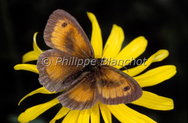 pyronia tithonus.JPG - Pyronia tithonusAmaryllisGatekeeperLepidoptera, Nymphalidae, SatyrinaeFrance
